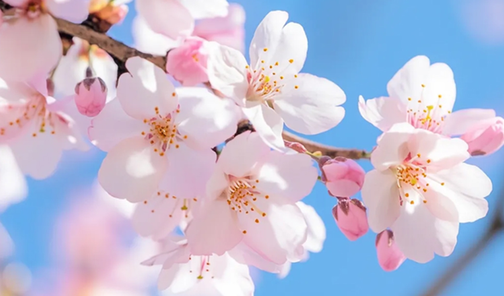 三月三上巳节 | 文化传承与PA视讯集团官网数码印刷的创新融合